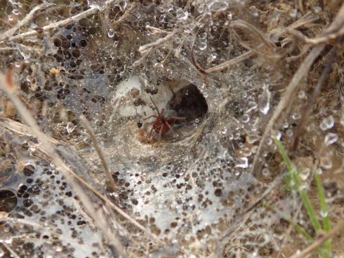 Agelena labyrinthica